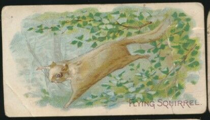 Flying Squirrel